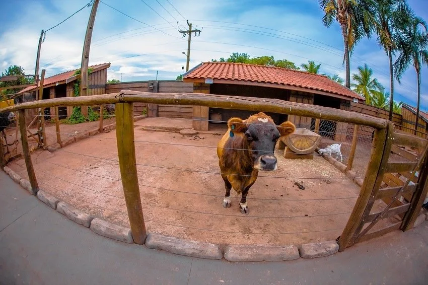 Carpe Diem Eco Resort Olímpia — foto 3