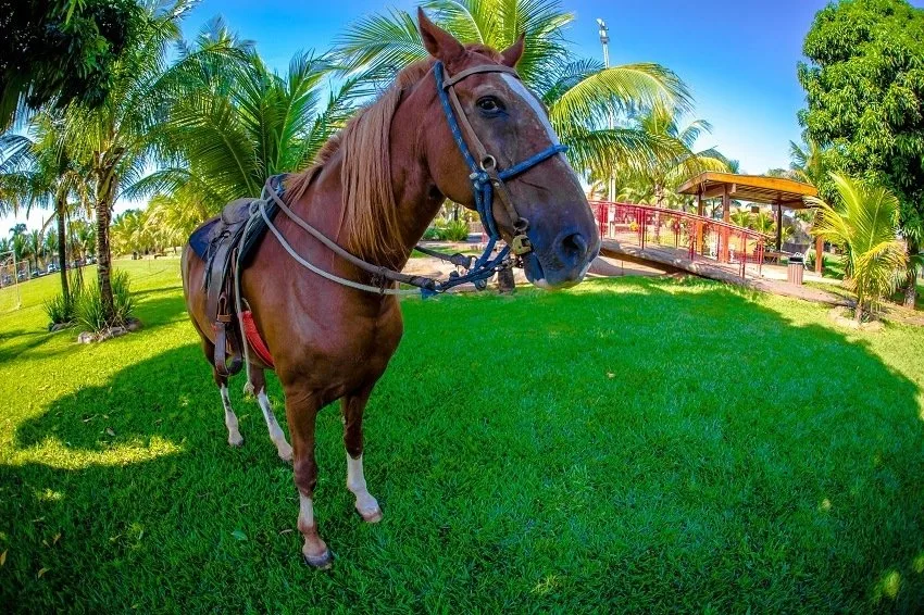 Carpe Diem Eco Resort Olímpia — foto 5